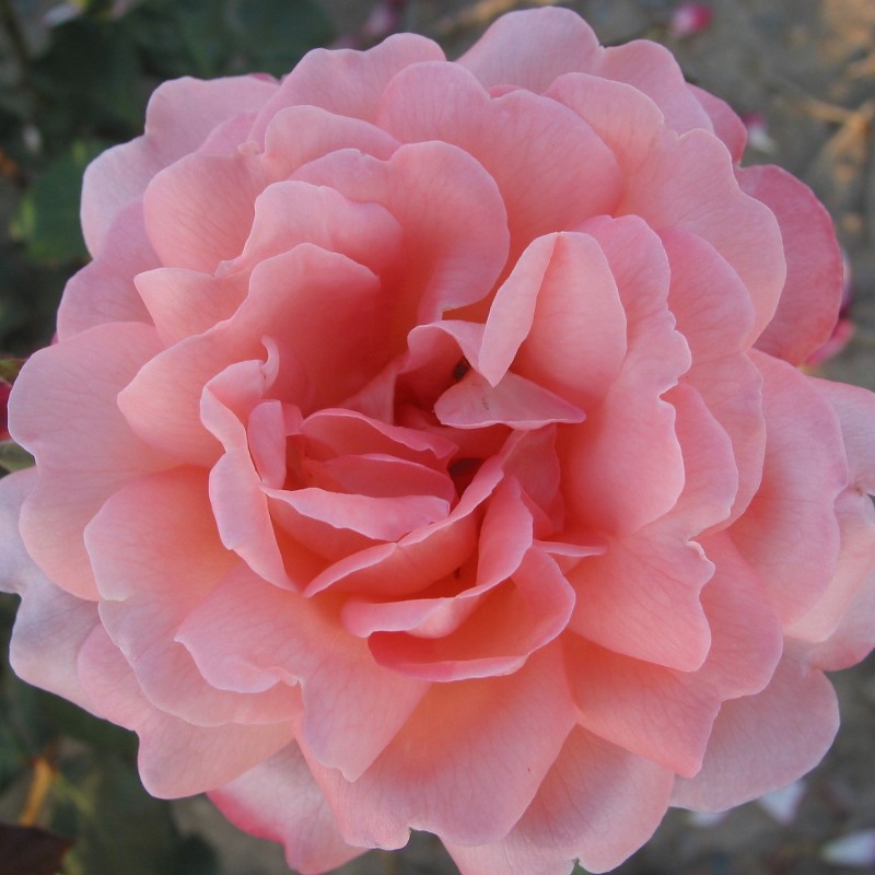 Rose Sissel Renaissance - Renaissance Rose