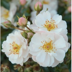 Rose Snow Cover - Bunddække...