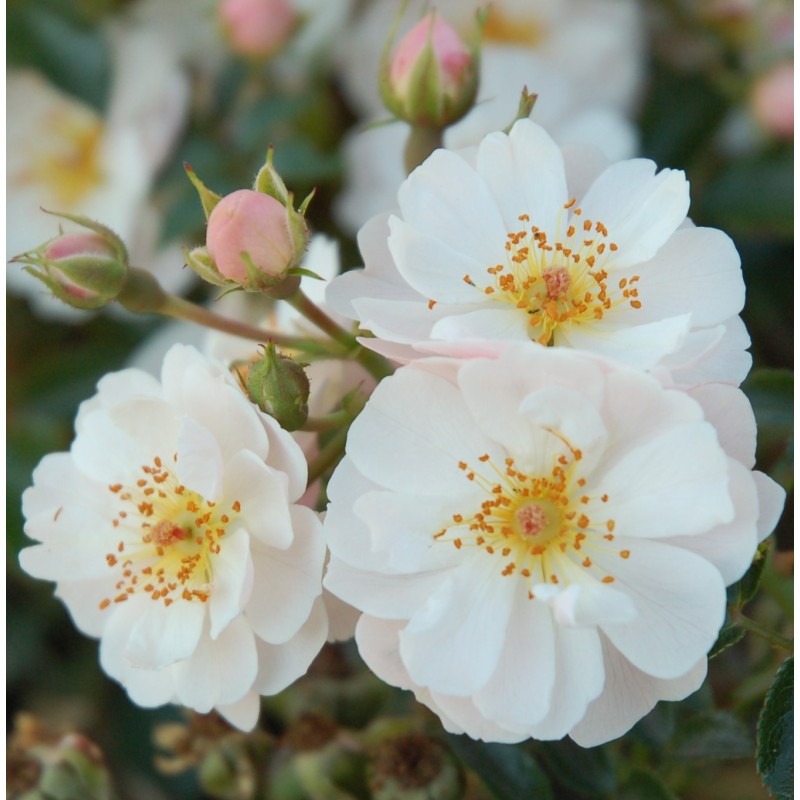 Rose Snow Cover - Bunddække roser Towne & Country