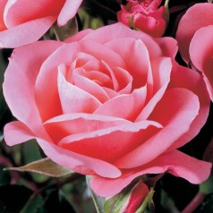 Rose Fredensborg - Slotsrose