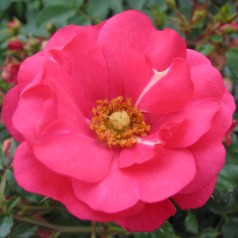 Rose Sommermärchen /...