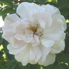 Rose Stanwell Perpetual - Buskrose