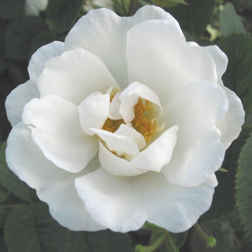 Rose Suaveolens - Historisk Rose