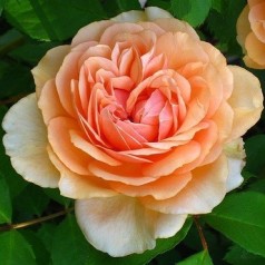 Rose Pegasus / Engelsk Rose