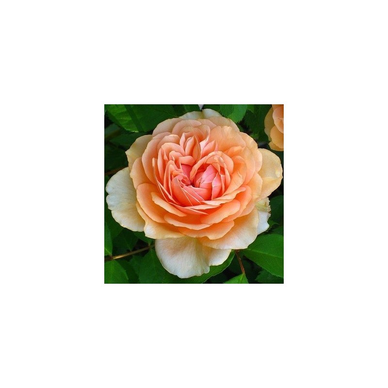 Rose Pegasus / Engelsk Rose