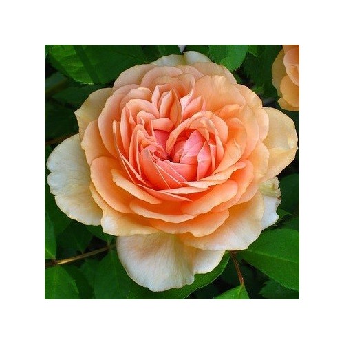 Rose Pegasus / Engelsk Rose