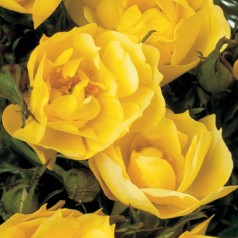 Rose Sun Cover - Bunddække roser Towne & Country