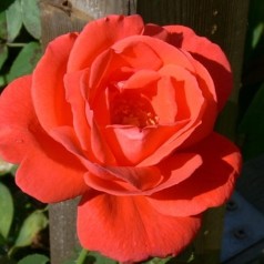 Rose Super Star / Storblomstret
