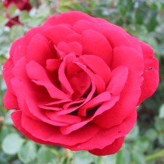 Rose Sympathie - Slyngrose