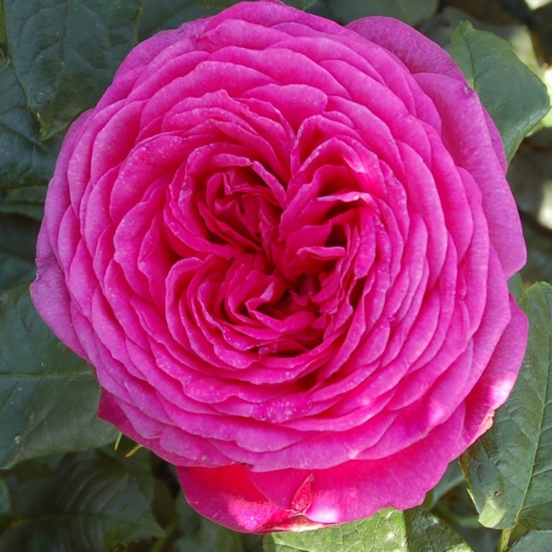 Rose Tantau Rose Goethe - Storblomstret Rose