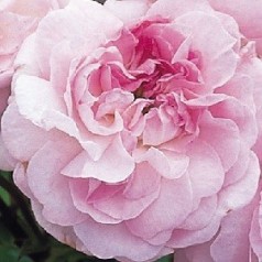 Rose Rosemoor / Engelsk Rose