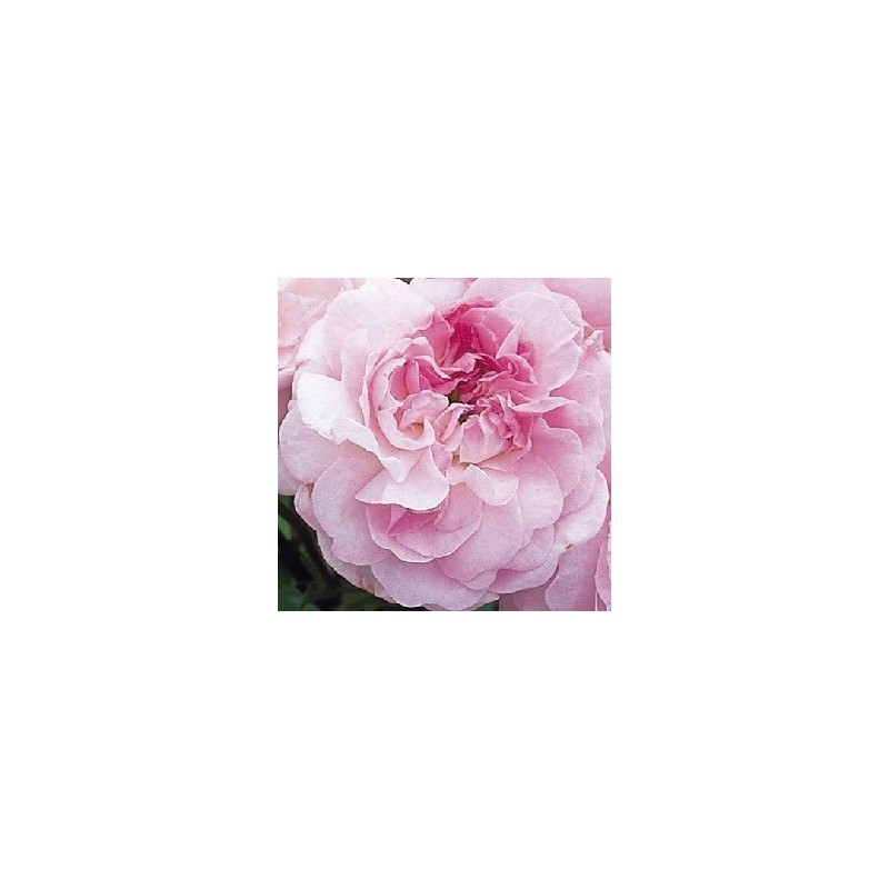 Rose Rosemoor / Engelsk Rose