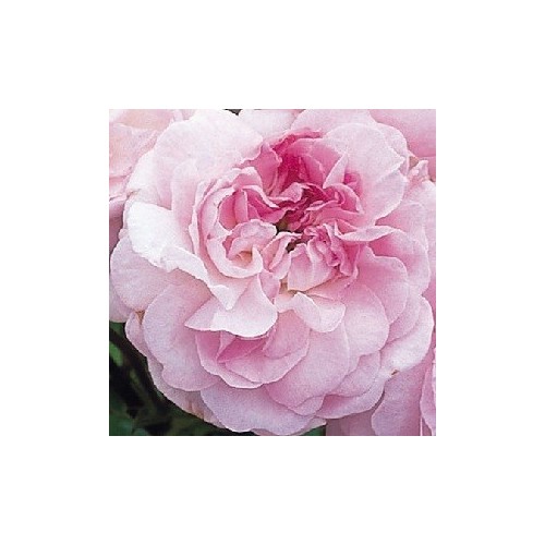 Rose Rosemoor / Engelsk Rose