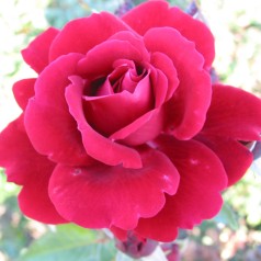 Rose That's Jazz - Slyngrose Courtyard Rambler