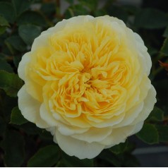 Rose The Pilgrim - Engelsk...