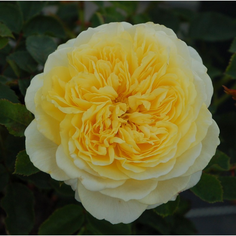 Rose The Pilgrim - Engelsk Rose