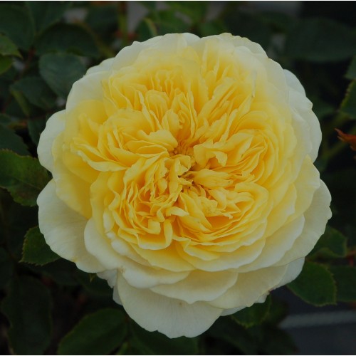 Rose The Pilgrim - Engelsk Rose / Barrods