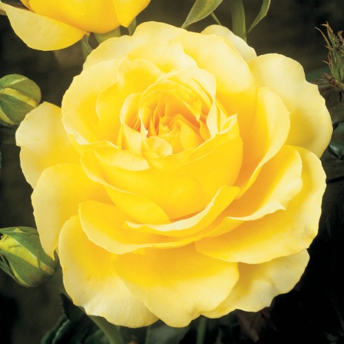 Rose Tivoli 150 / Storblomstret Rose