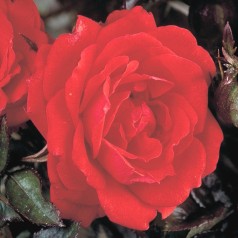 Rose Top Hit - Cottage Rose