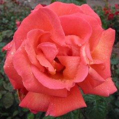 Rose Troika / Storblomstret Rose