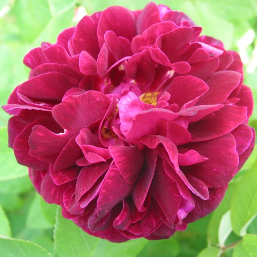 Rose Tuscany - Busk Rose