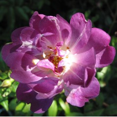 Rose Veilchenblau -...