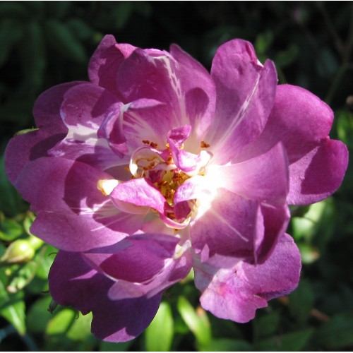 Rose Veilchenblau - Historisk rose / Klatrerose