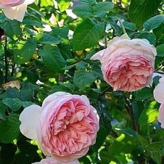 Rose Sharifa Asma / Engelsk Rose