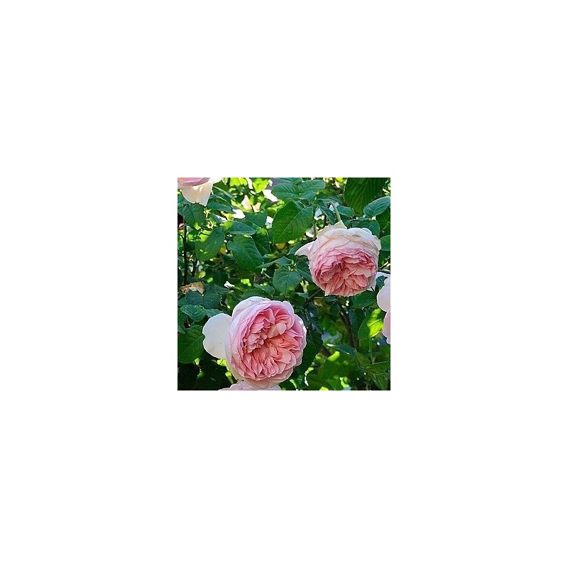 Rose Sharifa Asma / Engelsk Rose