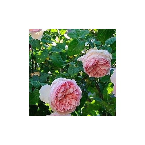 Rose Sharifa Asma / Engelsk Rose