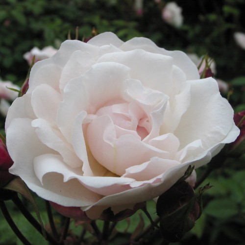 Rose Venusta Pendula - Historisk rose / Klatrerose