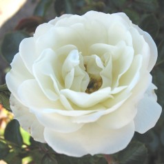 Rose Waltz - Slyngrose...