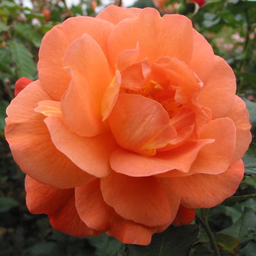 Rose Westerland - Buskrose