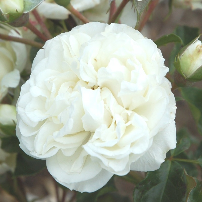 Rose White Meidiland - Buketrose