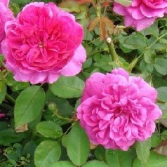 Rose Sir John Betjeman / Engelsk Rose