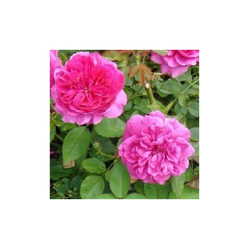 Rose Sir John Betjeman / Engelsk Rose