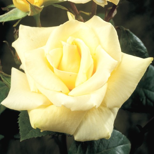 Rose White Nights - Slyngrose Courtyard Rambler / Barrods
