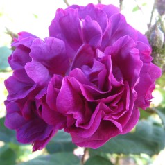 Rose Wiliam Lobb - Busk Rose