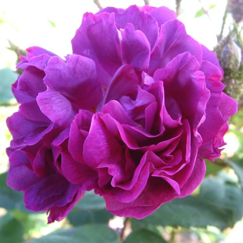 Rose Wiliam Lobb - Busk Rose