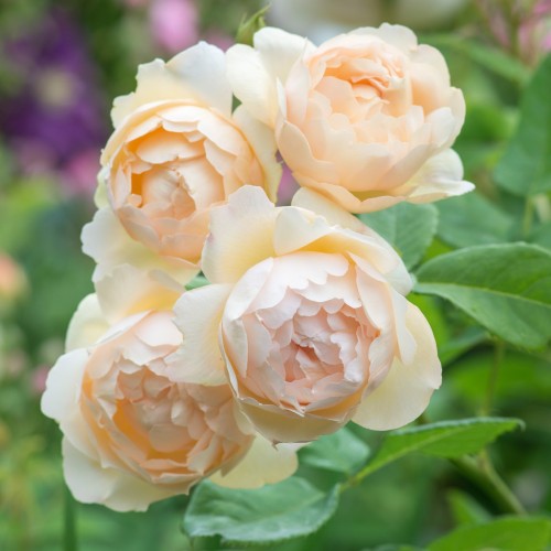 Rose Wollerton Old Hall - Engelsk Rose / Barrods