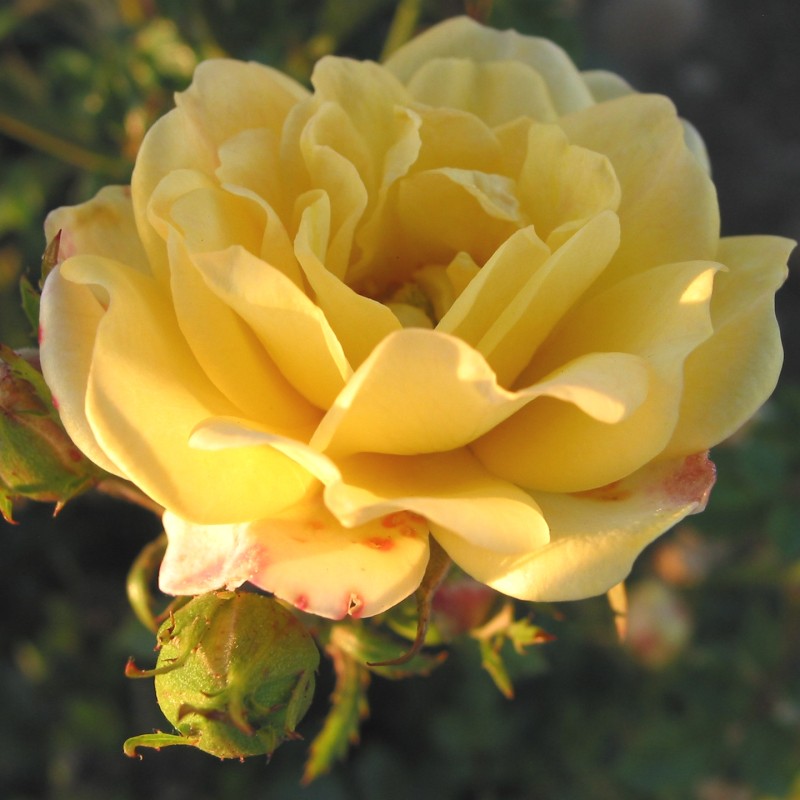 Rose Yellow Fairy - Bunddække rose