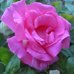 Rose Zephirine Drouhin -...