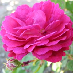 Rose Zigeunerknabe -...