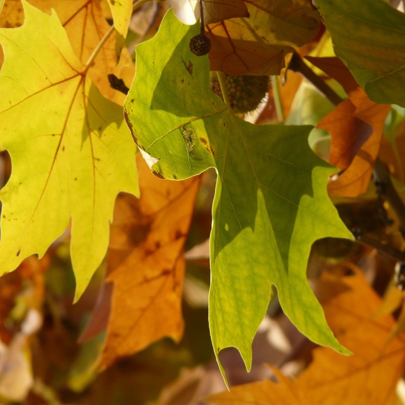 Platan 100-125 cm. - Bundt Med 10 Stk. Barrodsplanter - Platanus acerifolia