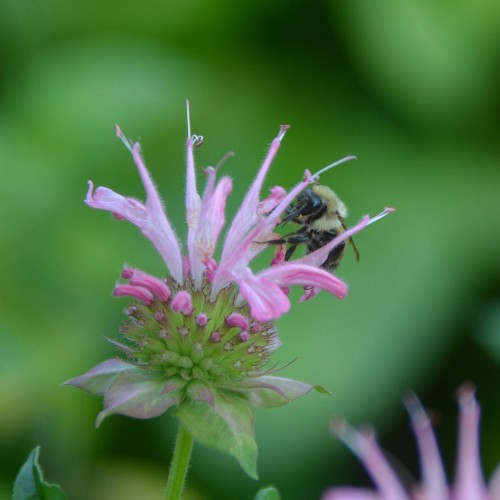 Hestemynte Maramek - Monarda bradburiana Maramek