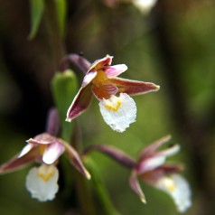 Sumphullæbe - Epipactis palustris