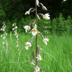 Sumphullæbe - Epipactis palustris