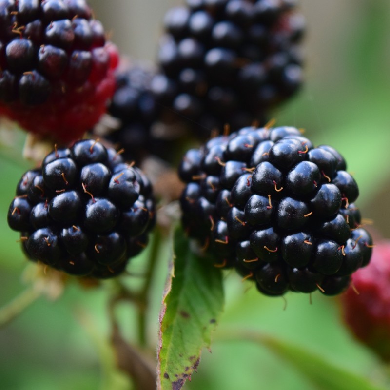 Krukke brombær Little Black Prince 25-40 cm. Rubus fruticosus Little Black Prince