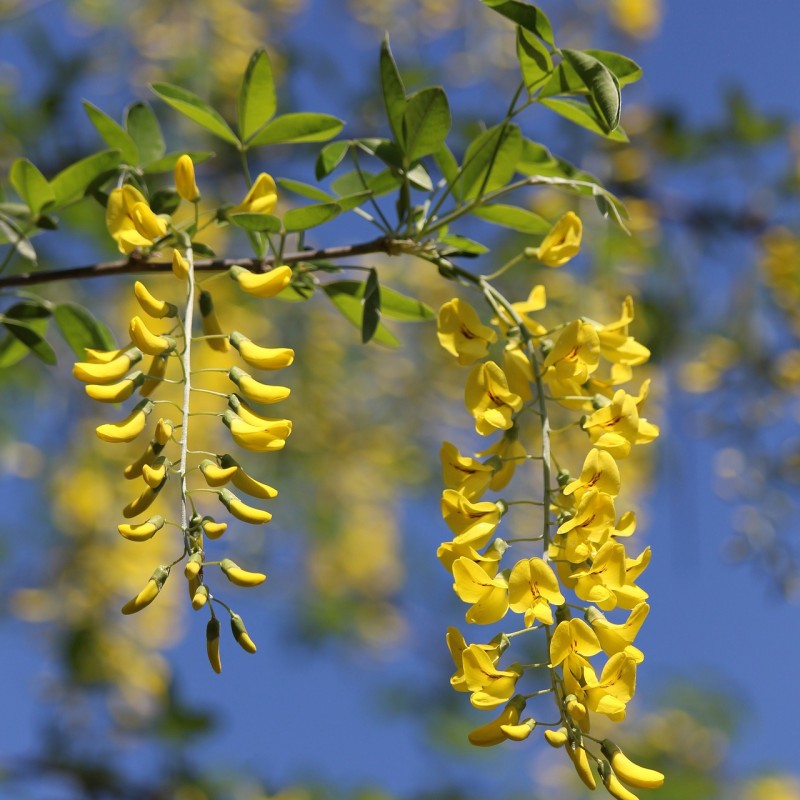 Adams Guldregn 80 cm. stamme - Laburnocytisus adamii