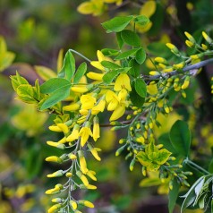 Adams Guldregn 80 cm. stamme - Laburnocytisus adamii